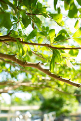 A collection of green leaf and tree canopy shots captured in a natural park environment. Soft sunlight, organic textures, and vibrant greenery create a calming background suitable for nature themes an