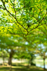 A collection of green leaf and tree canopy shots captured in a natural park environment. Soft sunlight, organic textures, and vibrant greenery create a calming background suitable for nature themes an