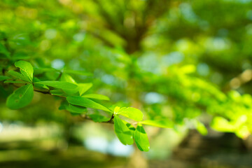 A collection of green leaf and tree canopy shots captured in a natural park environment. Soft sunlight, organic textures, and vibrant greenery create a calming background suitable for nature themes an