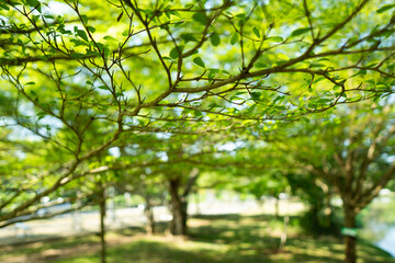 A collection of green leaf and tree canopy shots captured in a natural park environment. Soft sunlight, organic textures, and vibrant greenery create a calming background suitable for nature themes an