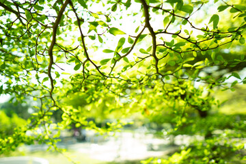 A collection of green leaf and tree canopy shots captured in a natural park environment. Soft sunlight, organic textures, and vibrant greenery create a calming background suitable for nature themes an