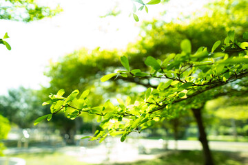 A collection of green leaf and tree canopy shots captured in a natural park environment. Soft sunlight, organic textures, and vibrant greenery create a calming background suitable for nature themes an