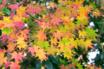 カラフルな紅葉