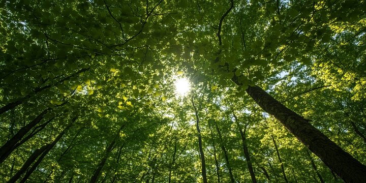Lush forest canopy with sunlight filtering through