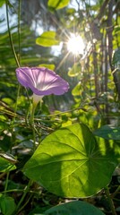 A close-up view of a purple flower with vibrant green leaves, and sunlight in the background