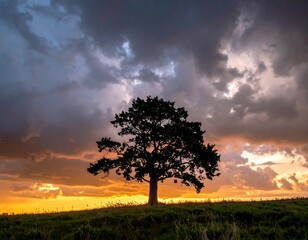 Silhouette of a lone tree against a dramatic, colorful sky