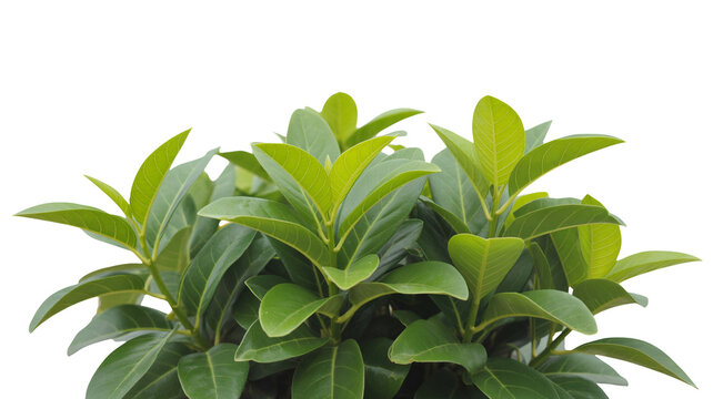 Beautiful photinia plant with vibrant green foliage design