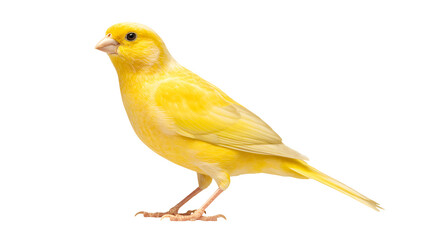 Vibrant yellow canary bird perching gracefully, isolated