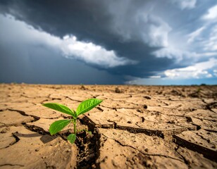 Small seedling pushes through dry earth under a dramatic stormy sky