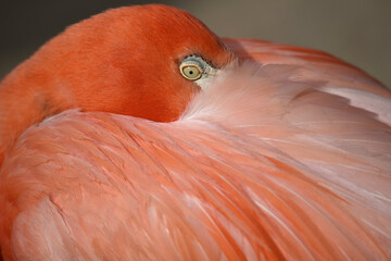 Fototapeta premium American Flamingo with a dark orange plumage and curved down large hooked bill with a black tip.