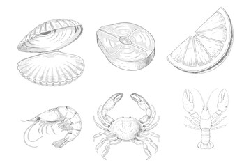 Set of sea food. Vintage fish, drawing food. Delicious shrimp, shell squid. Sea cuisine, grilled crab calamari. Fresh raw market vector. Eps 10