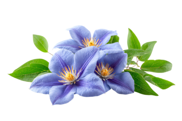 Delicate blue flowers with vibrant yellow centers surrounded by green foliage, isolated on a white background.