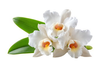 Obraz premium Elegant white orchid flowers with vibrant accents, accompanied by lush green leaves, perfect for floral arrangements and decor.