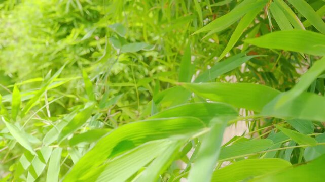 Bamboo leves background, green leaf wind blowing nature forest field growth beauty spring foliage herb summer tropical