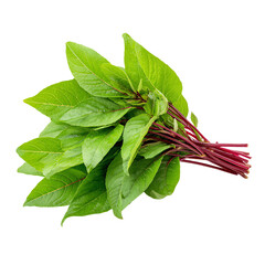 Fresh bunch of vibrant green amaranth leaves on a white isolated background.