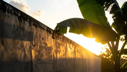 Sunlit concrete wall with banana leaves, creating shadows and warm hues