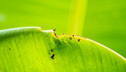 Close-up of vibrant green plant leaf with edge damage and brown spots