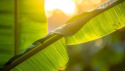 Sunlight filters through vibrant green banana leaves, creating a glowing bokeh effect