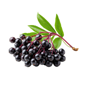 Fresh elderberry cluster with green leaves on white isolated background.