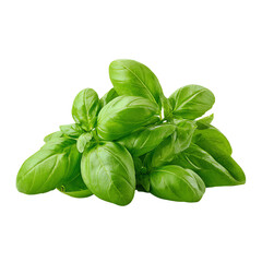 Fototapeta premium Fresh green basil leaves on a white isolated background.