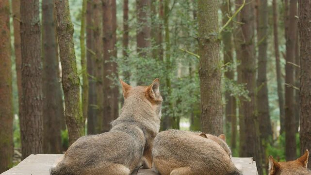Wolves Resting Peacefully on Platform in Scottish Forest