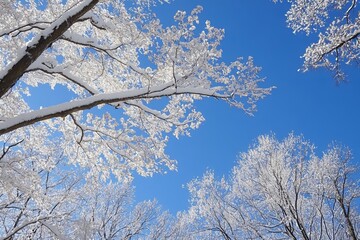 Snow-covered branches reaching into a vibrant blue sky