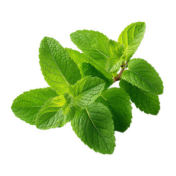 Fresh green mint leaves on a white isolated background.