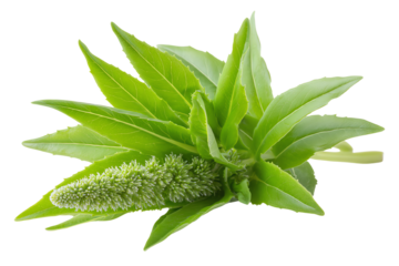 Fresh green plant with long leaves and flower spike, perfect for botanical decoration or herbal themes.