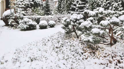 Winter wonderland garden covered in fresh snowfall, green plants and shrubs peaking through white blanket