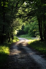 Naklejka premium Sunlight-drenched forest path