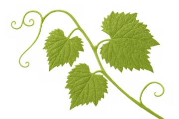 Fresh green grapevine leaf with tendrils isolated on transparent background, symbolizing nature, growth, and viticulture