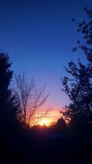 Sunset through trees, vibrant colors