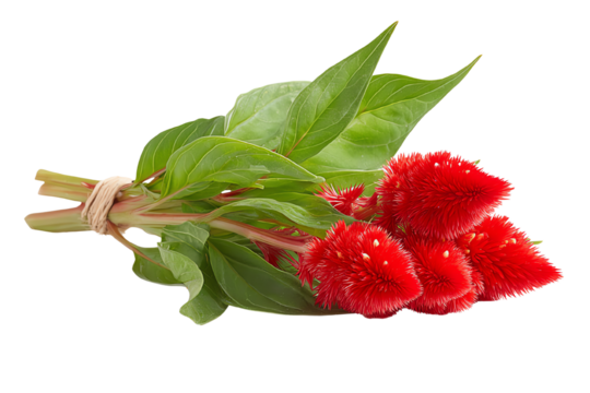 Vibrant red flower bouquet with lush green leaves, isolated on a white background for a striking visual appeal.