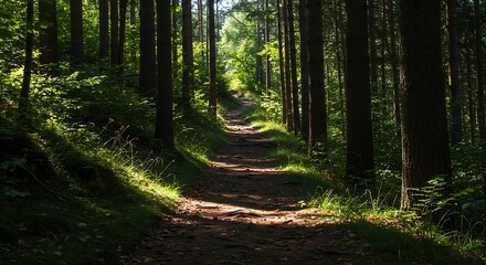 Fototapeta premium Sunlit Path Through a Dense Forest - Natures Serene Walkway.