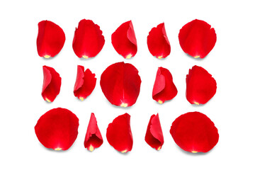 Fototapeta premium Many rose petals on white background