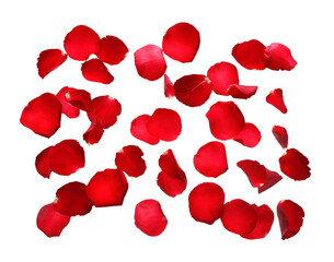 Many flying red rose petals on white background