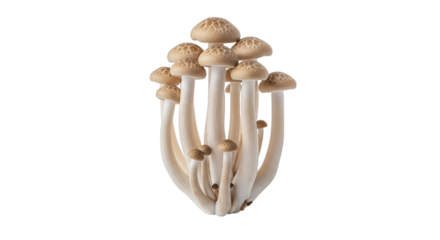 Isolated cluster of beech mushrooms with light brown caps and stems on transparent background