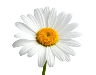 Close-up of a single daisy flower. White petals surround a yellow center. Green stem. Isolated on white background