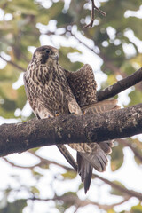 Peregrine Falcon perched on a branch of tree in Ranibari Community Forest, Kathmandu, Nepal.