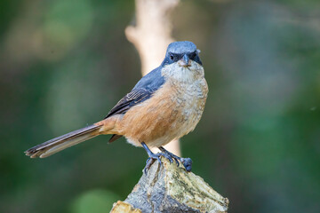 Grey-backed Shrike, Kathmandu, Nepal