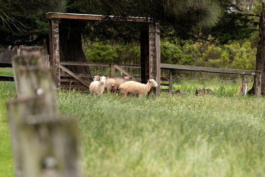 Sheep in a field on a farm