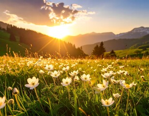 Sunny meadow filled with wildflowers under golden sunset