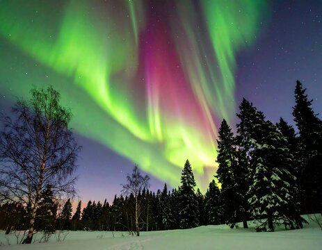 Spectacular green and purple aurora borealis dances above snow-covered trees