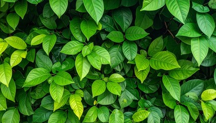 bunch of green leaves that forms a background