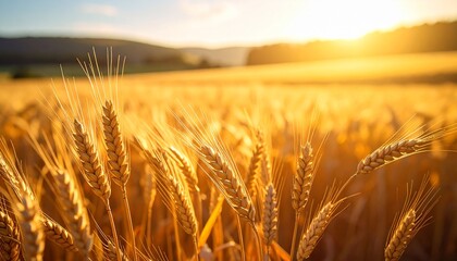 photorealistic wheat fields