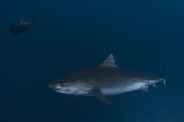 Naklejka premium Tiger shark with a Giant Trevally, Fuvahmulah, Maldives