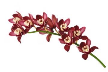Branch of deep red cymbidium orchids with creamy white centers isolated on a transparent background