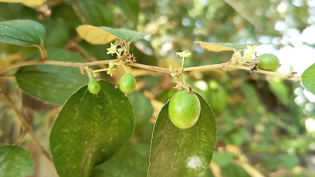 Green jujube fruit with tiny flowers on a tree branch