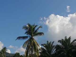 Obraz premium Sunny rural landscape with palm trees and blue sky.