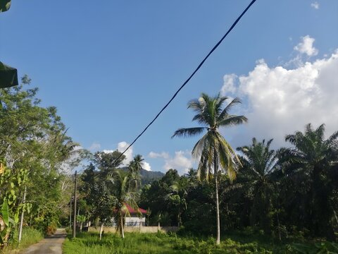 Sunny rural landscape with palm trees, village house, and blue sky.
